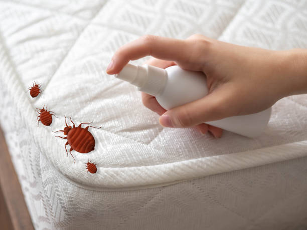 Best Termite Control Services  in Gasport, NY