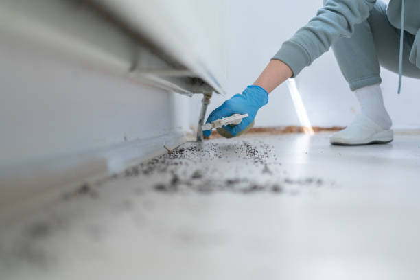 Best Local Pest Control Services  in Gasport, NY